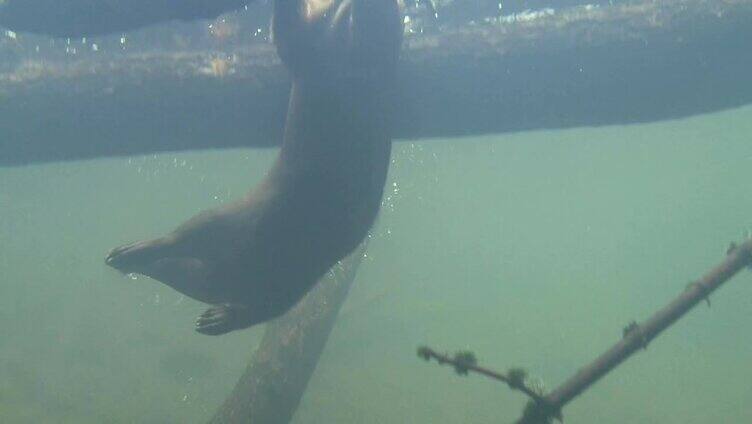 海獭在水下捕鱼