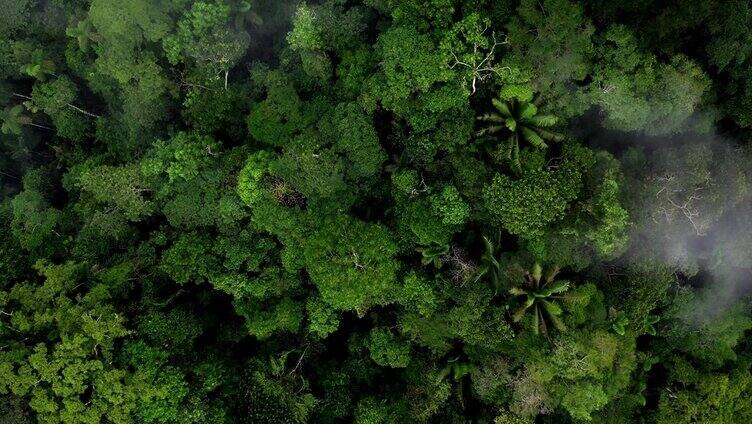 详细的空中自然背景，从上面可以看到森林