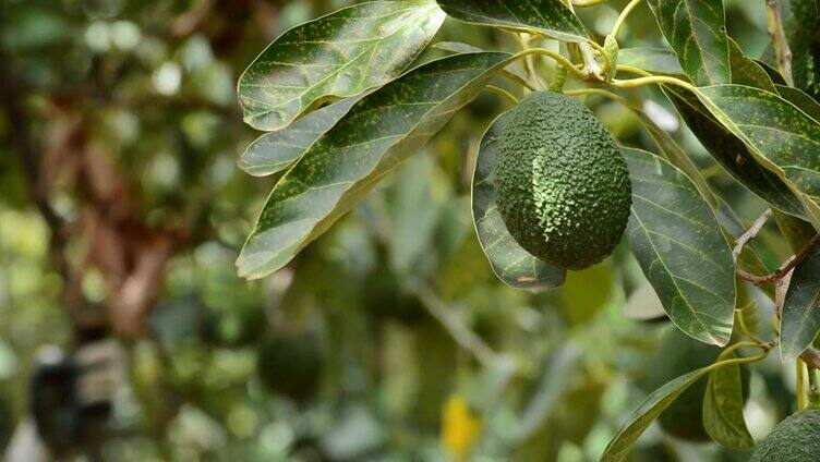 种植园里的牛油果在收获时挂在树上