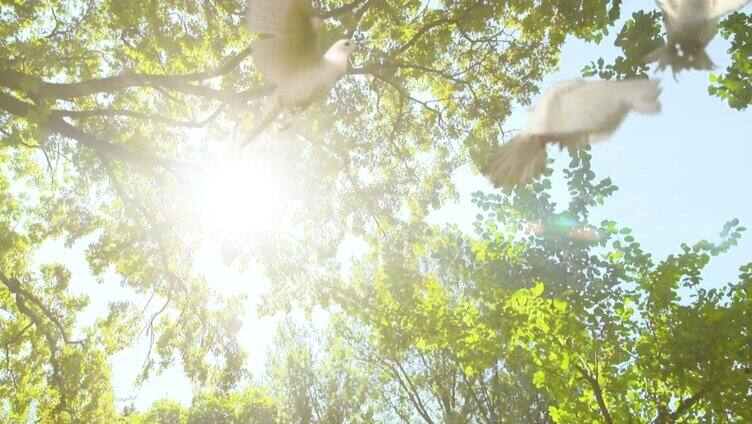 三只白鸽在阳光下飞翔