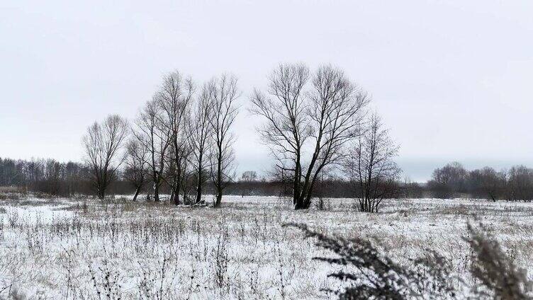 田野上的草和雪带走了俄罗斯枯死的树木