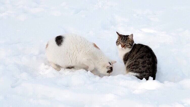 冬天雪地里的两只猫