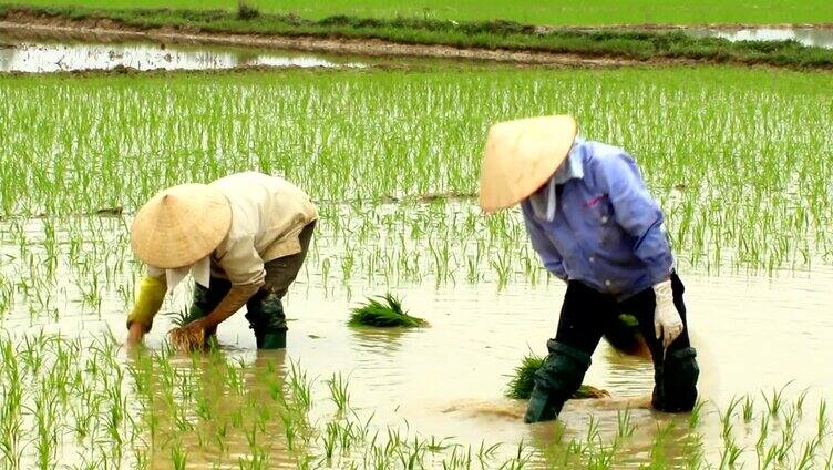 农民在田里种植水稻