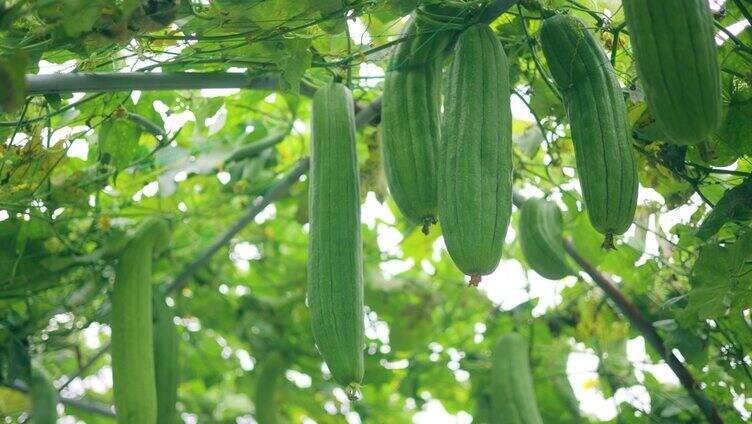 丝瓜植物特写