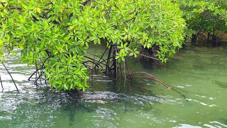 天然红树林海岸栖息地