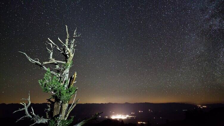 星空下狐尾松特写