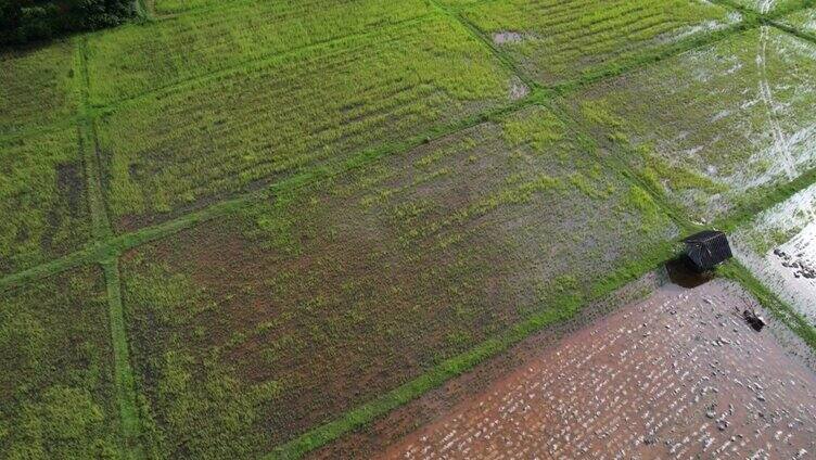 泰国庄的水稻种植鸟瞰图