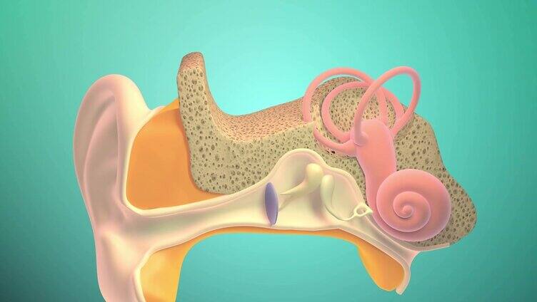 内耳或内耳3D试图
