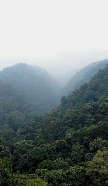 雨林的垂直航拍影像