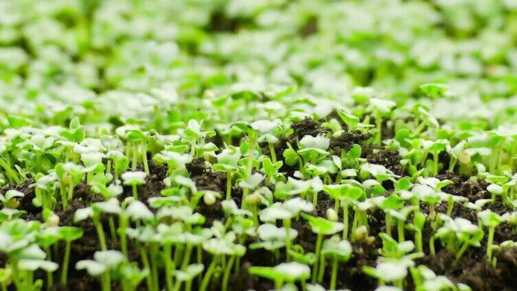 在春季种植植物，种子发芽，温室农业中新生水芹沙拉