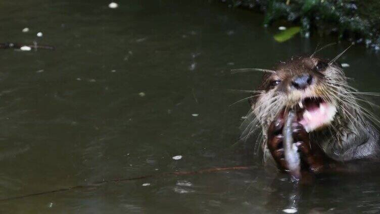 水獭在水中吃鱼