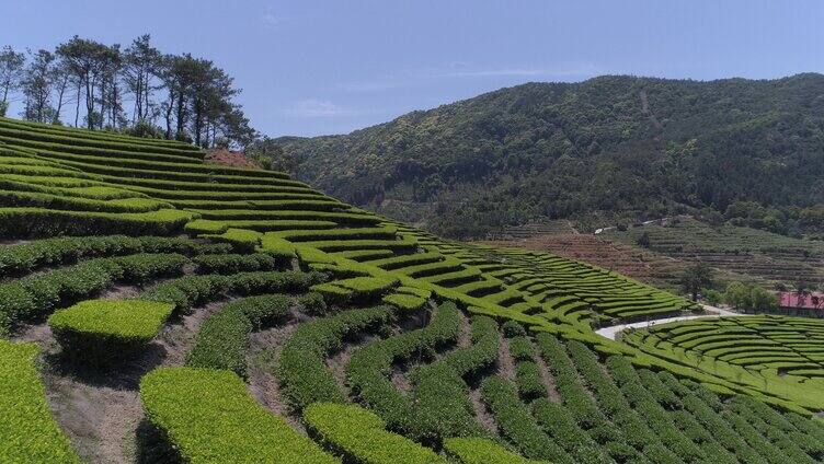 新农村茶园茶场基地