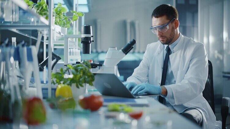 用笔记本电脑工作的男性科学家，通过显微镜分析实验室培育的番茄。在现代实验室用技术设备研究分子样本的微生物学家。