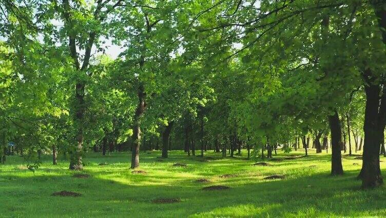 夏天的城市公园里有绿色的橡树