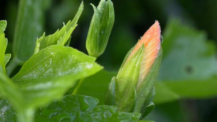 4K微距小虫花草 蜘蛛 小蜜蜂 花草 