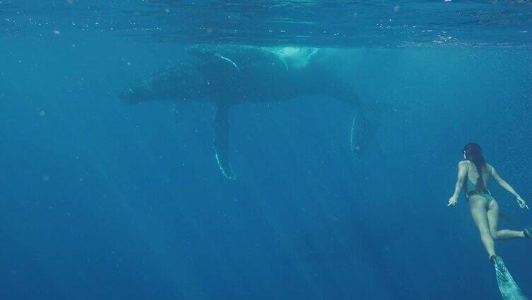和鲸一起游泳