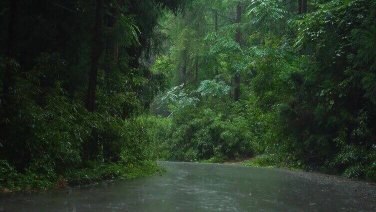 森林路在雨中