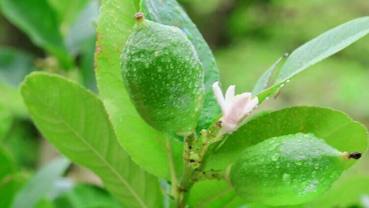 青柠檬花和柠檬1 青柠檬 青柠茶 健康