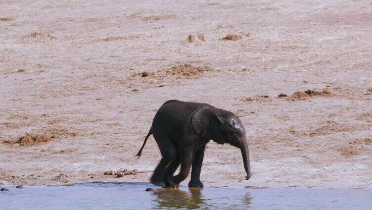 津巴布韦万基国家公园，一群大象在饮水后离开水坑，小象因为腿受伤而落在后面