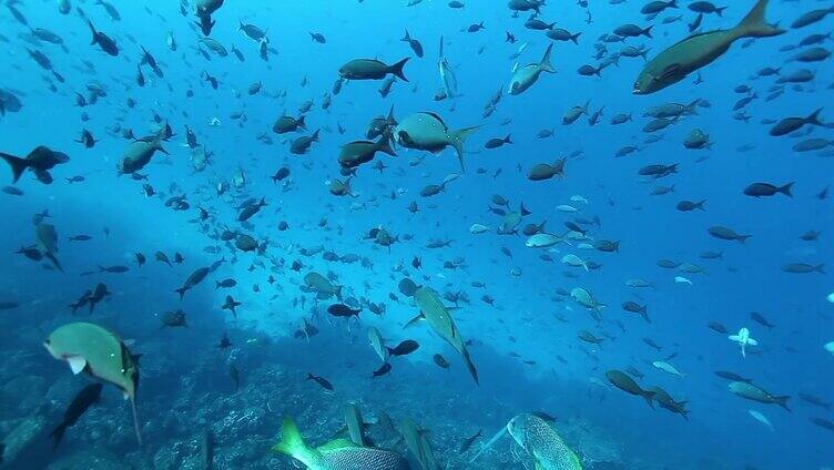 金枪鱼在太平洋水下海洋生物特写