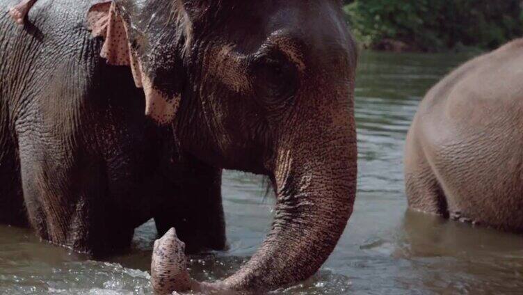 泰国的大象在丛林中洗澡