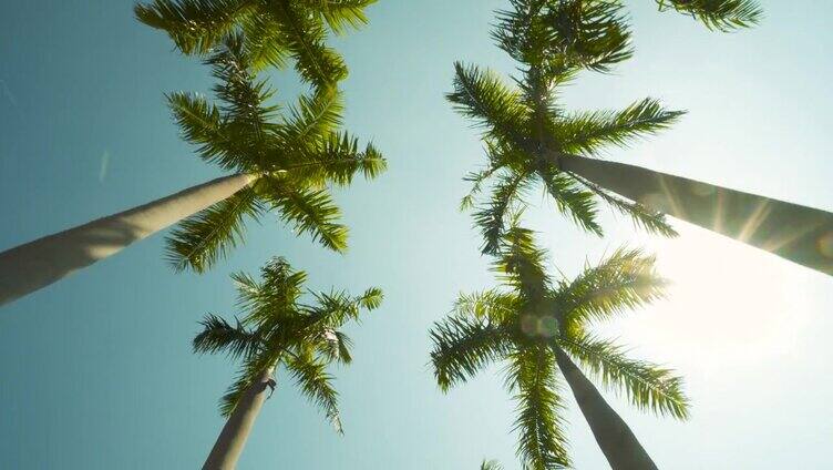 在晴朗的蓝天下，在棕榈树下开车