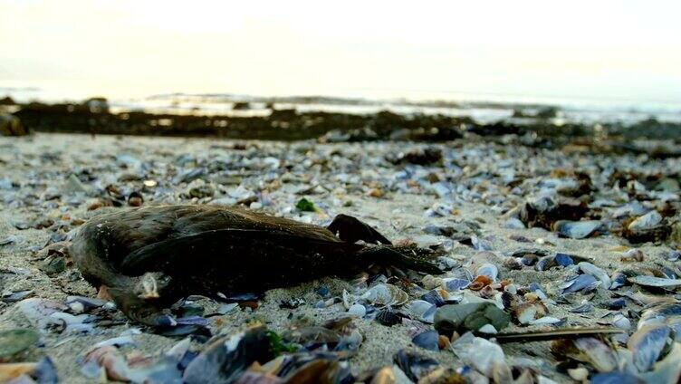 海滩上的一只死鸟