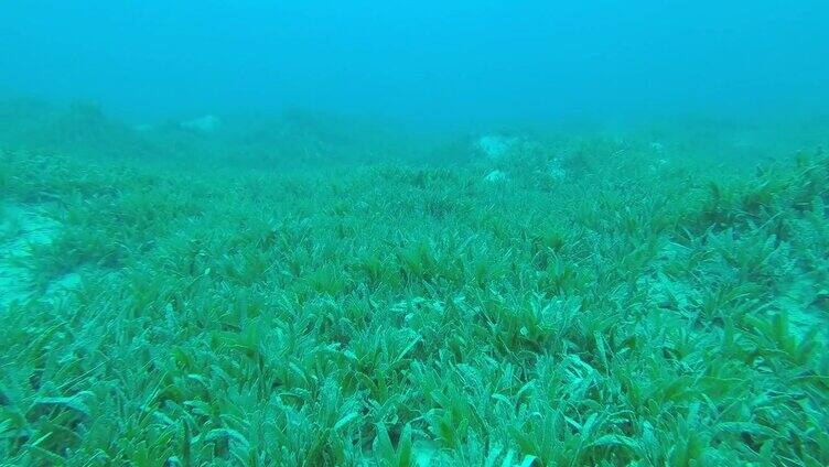 在绿色的海草上向前移动