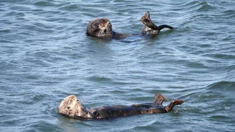 海獭在水里游泳