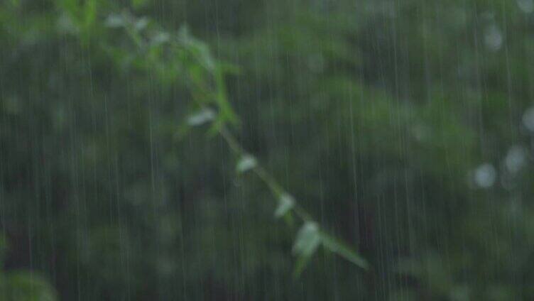 在雨季中4K从左到右的平移拍摄