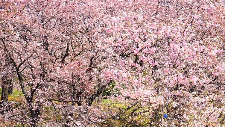 樱花盛开景象