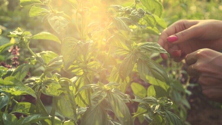 给午餐加点调料