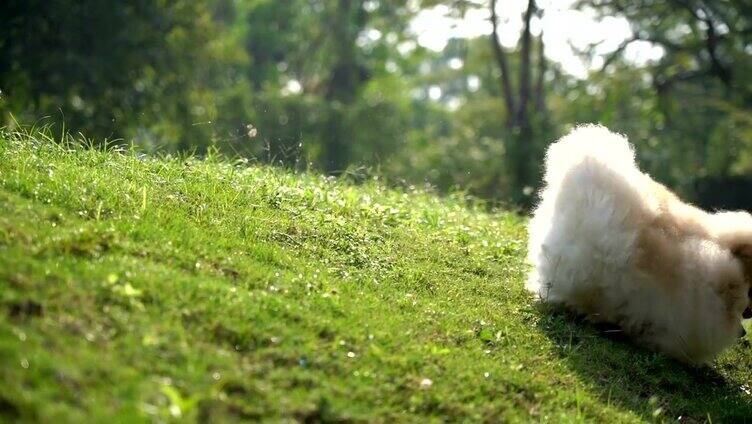 狗狗和主人在户外玩耍