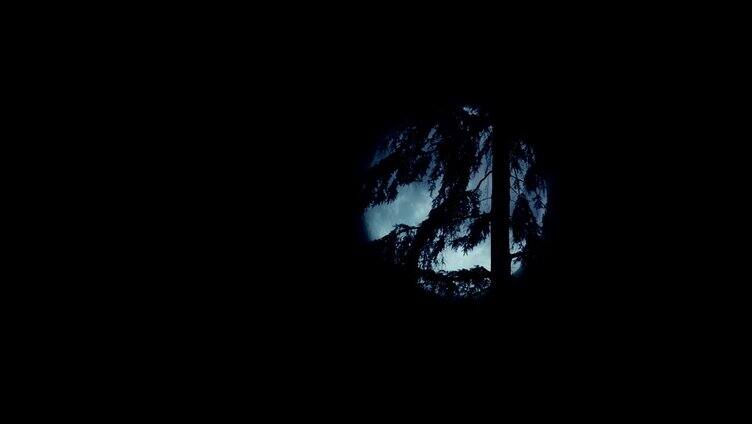 风之夜树后的月亮