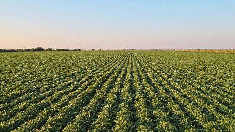 无人机低空拍摄了一个农场用青豆种植的农业作物