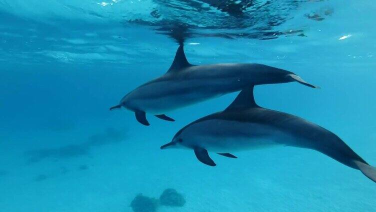 在早晨的阳光下，海豚一家，海豚妈妈和海豚宝宝一起在蓝色的水面下游泳。飞旋海豚，水下拍摄，特写。红海，萨塔亚礁(海豚屋)，马萨阿拉姆，埃及，非洲