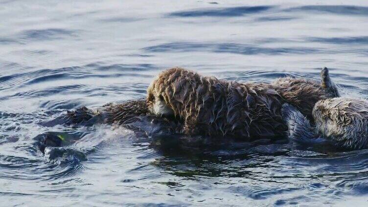 冬天的莫罗湾海獭