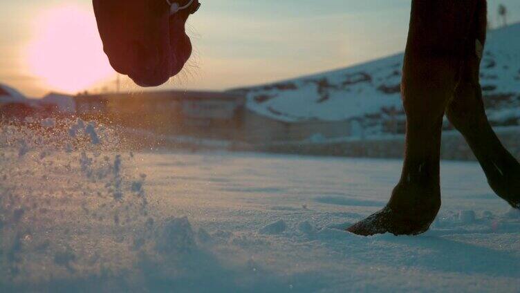 慢镜头近景:马在冬天的田野上走过刚下过的雪