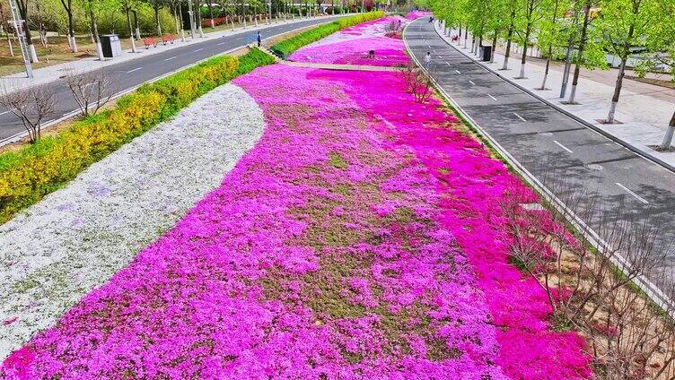 航拍-青岛世博园鲜花大道