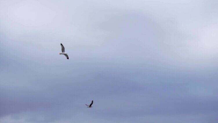 海鸥在灰色的天空中飞过