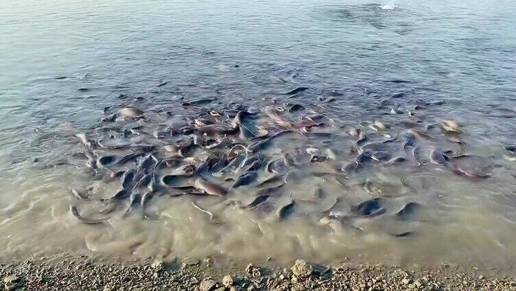 鲶鱼在水里游泳