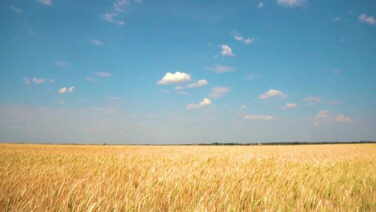 麦田里，麦穗在微风中摇曳。金色的耳朵在风中慢慢摇摆。夏日麦田成熟景象。农业产业