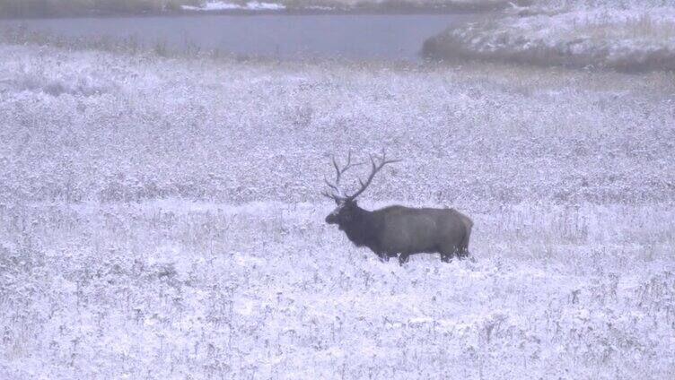 黄石公园，一只麋鹿在雪地里行走