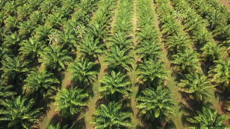 油棕的种植园