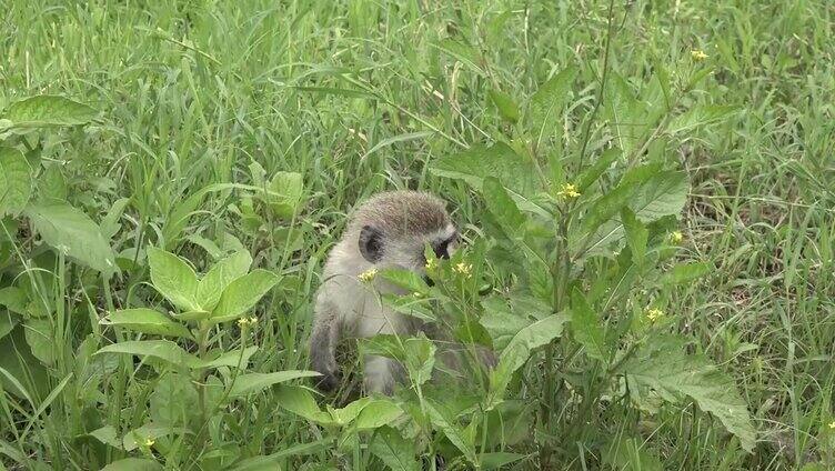 小猴子在吃草。