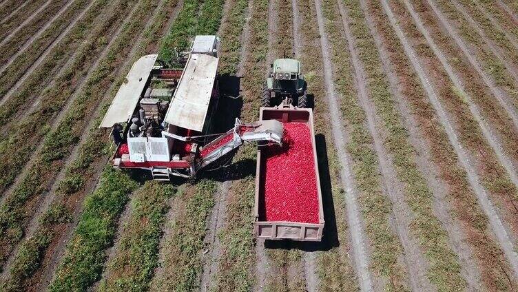 番茄收割机装载拖车新鲜成熟的红番茄。