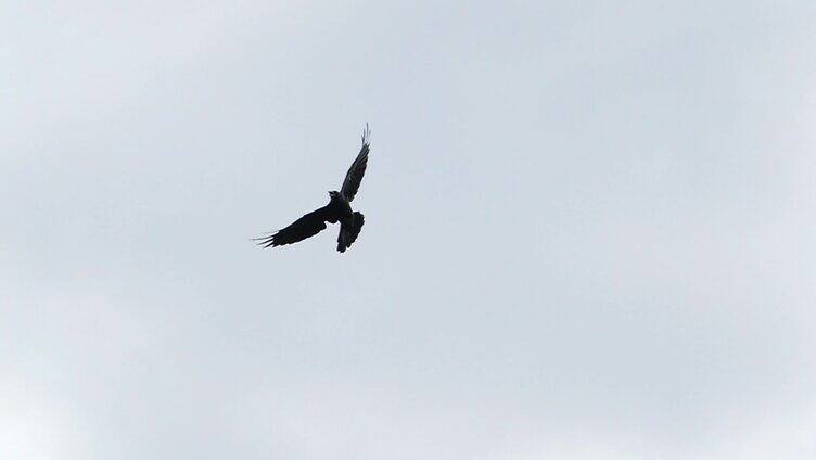慢镜头乌鸦在天空飞翔。