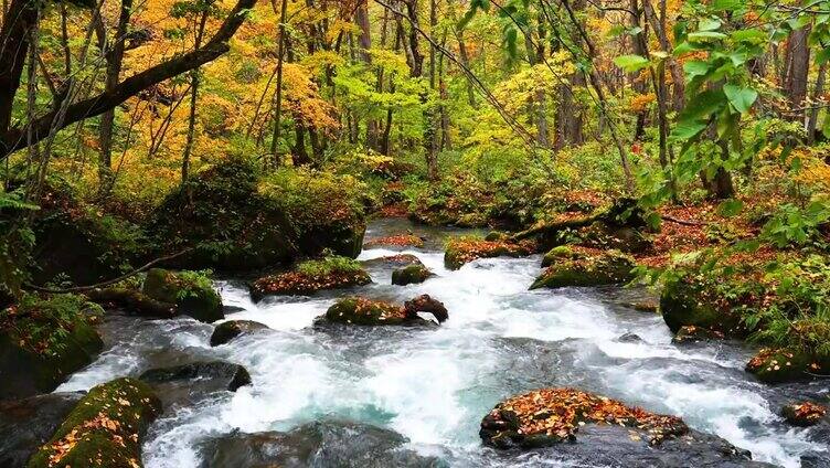 美丽的秋叶飘落在瓦拉泽山溪