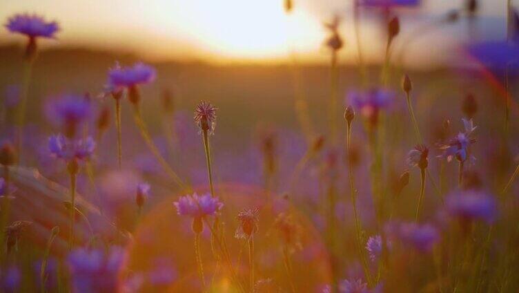 日落时分，女人的手触摸着田野里的矢车菊