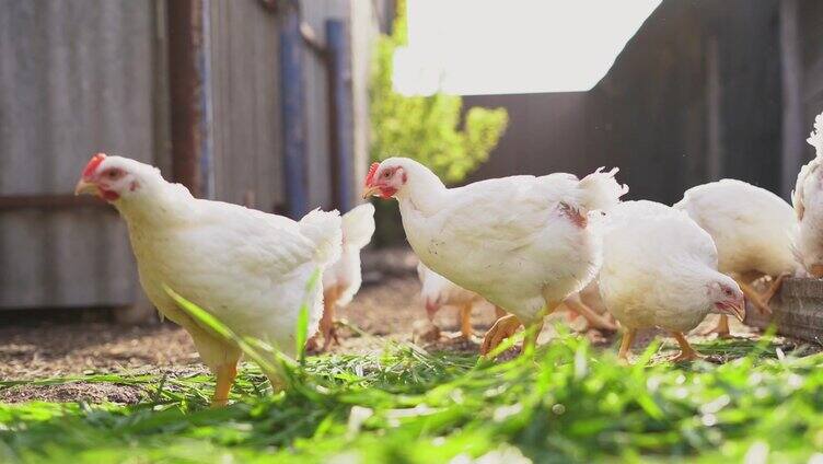 年幼的白鸡和公鸡在放养地散步，啄食草。家禽养殖，家庭农场。家禽。有机农业的概念。